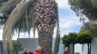Balıkesir’de Kırmızı Palmiye Böceği İle Mücadele Başlatıldı