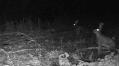 Bolu’da Fotokapanlarla Yabani Hayvanlar Görüntülendi