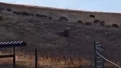Elazığ’da Domuz Sürüleri Vatandaşların Kamerasına Yansıdı