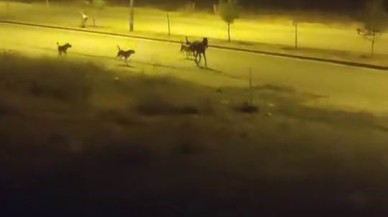 Elazığ'da Korkutan Görüntüler: Sokak Köpekleri Ata Saldırdı