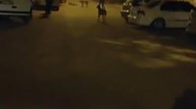 Elazığ’ın Sokak Köpekleri Vatandaşları Tedirgin Ediyor