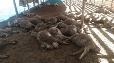 Erzincan’da Kurt Saldırısı Sonucu 86 Koyun Telef Oldu
