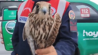 Samsun’da Usulsüz Yakalanan Kuşlar Doğaya Bırakıldı