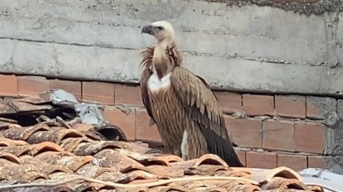 Tokat'da Çatısına Konan Akbaba İtfaiye Ekiplerince Kurtarıldı