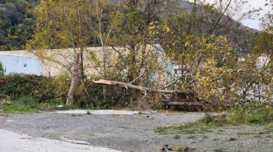 Yalova Esenköy’de Lodos Etkili Oldu: Ağaçlar ve Telefon Direkleri Devrildi