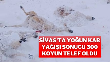 Sivas'ta Yoğun Kar Yağışı Sonucu 300 Koyun Telef Oldu