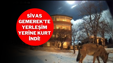 Sivas Gemerek’te Yerleşim Yerine Kurt İndi!