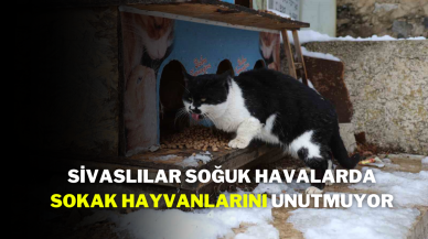 Sivaslılar,  Soğuk Havalarda Sokak Hayvanlarını Unutmuyor