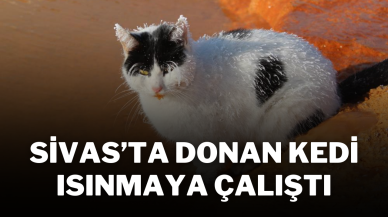 Sivas’ta Donan Kedi Isınmaya Çalıştı