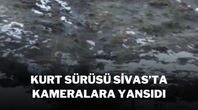 Kurt Sürüsü Sivas’ta Kameralara Yansıdı
