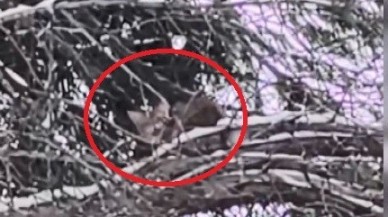 Ağaçta Mahsur Kalan Kedi 15 Saat Sonra Kurtarıldı