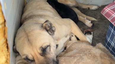 Anne Kangal,  Yavru Av Köpeğine Kol Kanat Gerdi
