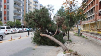 Çam Ağacı Yola Devrildi