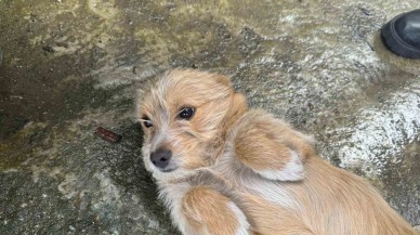 Çöpü Attı,  Köpeğini Sokağa Terk Etti
