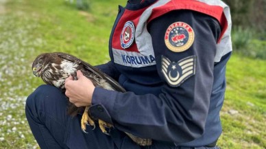 Jandarma,  Yaralı Kızıl Şahin’i Doğaya Döndürecek