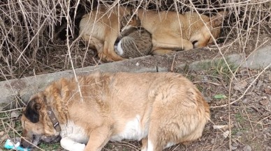 Kedi ve Köpeğin Sıra Dışı Dostluğu