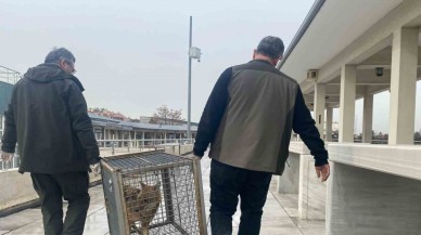 Tilki,  Camide Saklanarak Yakalandı