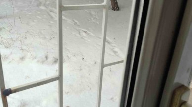 Tilkiler Okul Bahçesine İndi,  Kedi Mamalarını Yedi