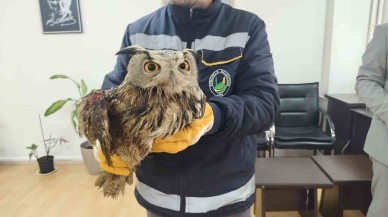 Yaralı Baykuş Tedaviye Alındı