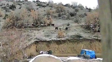 Yiyecek Arayan Domuzlar Köye İndi