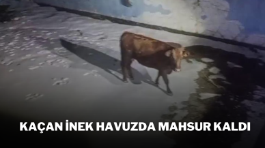 Kaçan İnek Havuzda Mahsur Kaldı