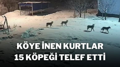 Köye İnen Kurtlar,  15 Köpeği Telef Etti