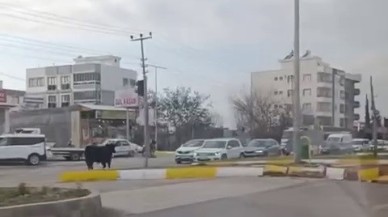İnek Trafiği Durdurdu,  Kaos Yaşandı