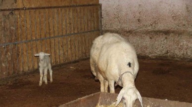 Koyun Yavrusunu Kurtarmak İçin Çaresizce Mücadele Etti