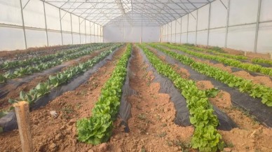 Seracılığına İlk Hasat Yerel Üretim Yükseliyor