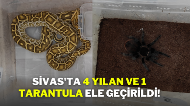 Sivas'ta 4 Yılan ve 1 Tarantula Ele Geçirildi!