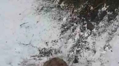 Yaralı Dağ Keçisi Ayıya Yem Olmaktan Son Anda Kurtarıldı