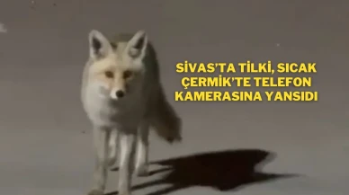 Sivas’ta Tilki, Sıcak Çermik’te Telefon Kamerasına Yansıdı