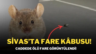 Sivas’ta Fare Kâbusu! Caddede Ölü Fare Görüntülendi!