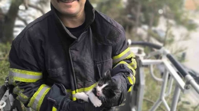 Ağaçta Sıkışan Kedi İtfaiye Ekipleri Tarafından Kurtarıldı