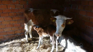 Annesiz Tayın Yeni Annesi İnek