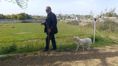 Biberonla Beslenen Kuzu, Sahibinin Peşinden Ayrılmıyor