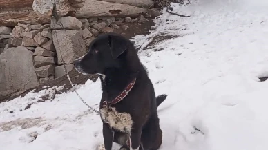 Cesur Köpek "Panter" Kurtları Köyden Kovdu