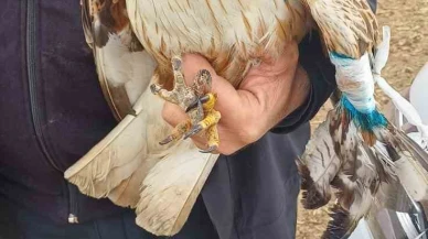 Kanadı Kırık Kızıl Şahin Çobanlar Tarafından Kurtarıldı
