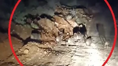 Domuz Sürüsü Zeytin Bahçelerinde Görüntülendi
