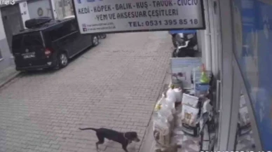 Köpek Kediyi Kıskanıp Mamasını Taşıdı