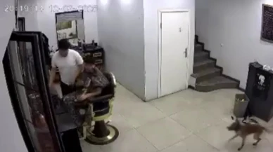 Köpek Kuaförde Tıraş Olan Müşterinin Üstüne Yürüdü