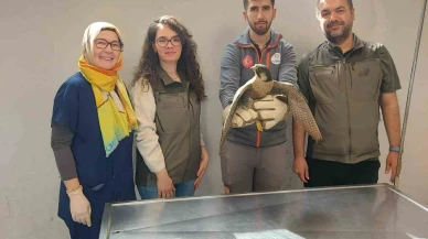 Yaralı Akdoğan Doğaya Döndü