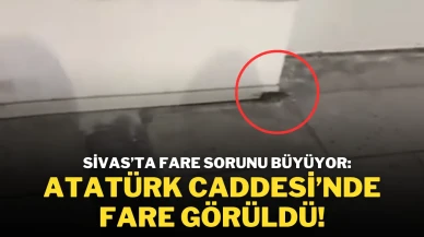 Sivas’ta Fare Sorunu Büyüyor:Atatürk Caddesi’nde Fare Görüldü!