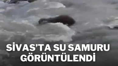 Sivas'ta Su Samuru Görüntülendi