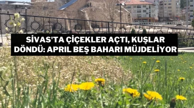 Sivas'ta Çiçekler Açtı, Kuşlar Döndü: Aprıl Beş Baharı Müjdeliyor