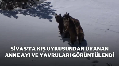 Sivas'ta Kış Uykusundan Uyanan Anne Ayı ve Yavruları Görüntülendi