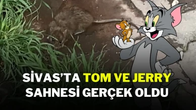 Sivas'ta Tom Ve Jerry Sahnesi Gerçek Oldu!