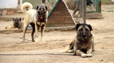 Sivas Kangal Köpeği Hakkında Bilmeniz Gereken Her Şey: İşte Detaylar