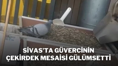 Sivas’ta Güvercinin Çekirdek Mesaisi Gülümsetti