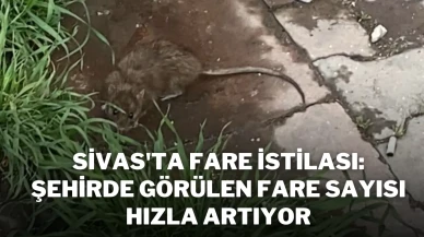Sivas'ta Fare İstilası: Şehirde Görülen Fare Sayısı Hızla Artıyor